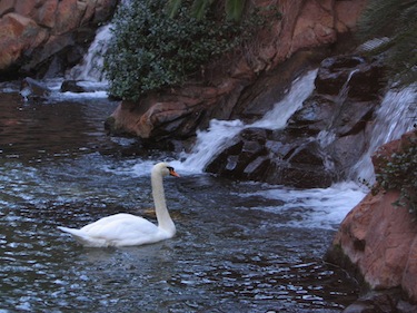 White swan swimming in front of waterfalls