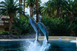 Dolphins at Mirage Las Vegas Secret Garden