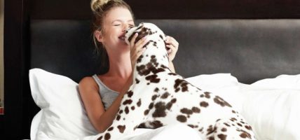 A woman in a hotel bed playing with her Dalmatian dog