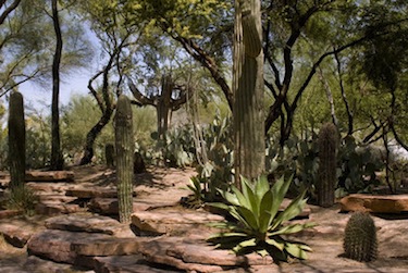 Ethel M Chocolates Cactus Garden