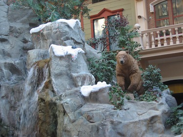 Bear at the top of a waterfall
