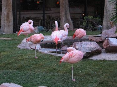 Pink Flamingos